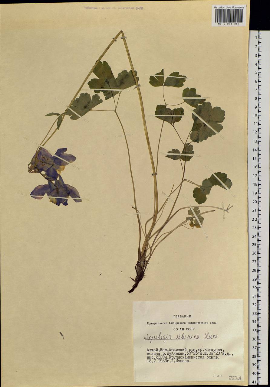 Aquilegia sibirica Lam., Siberia, Altai & Sayany Mountains (S2) (Russia)