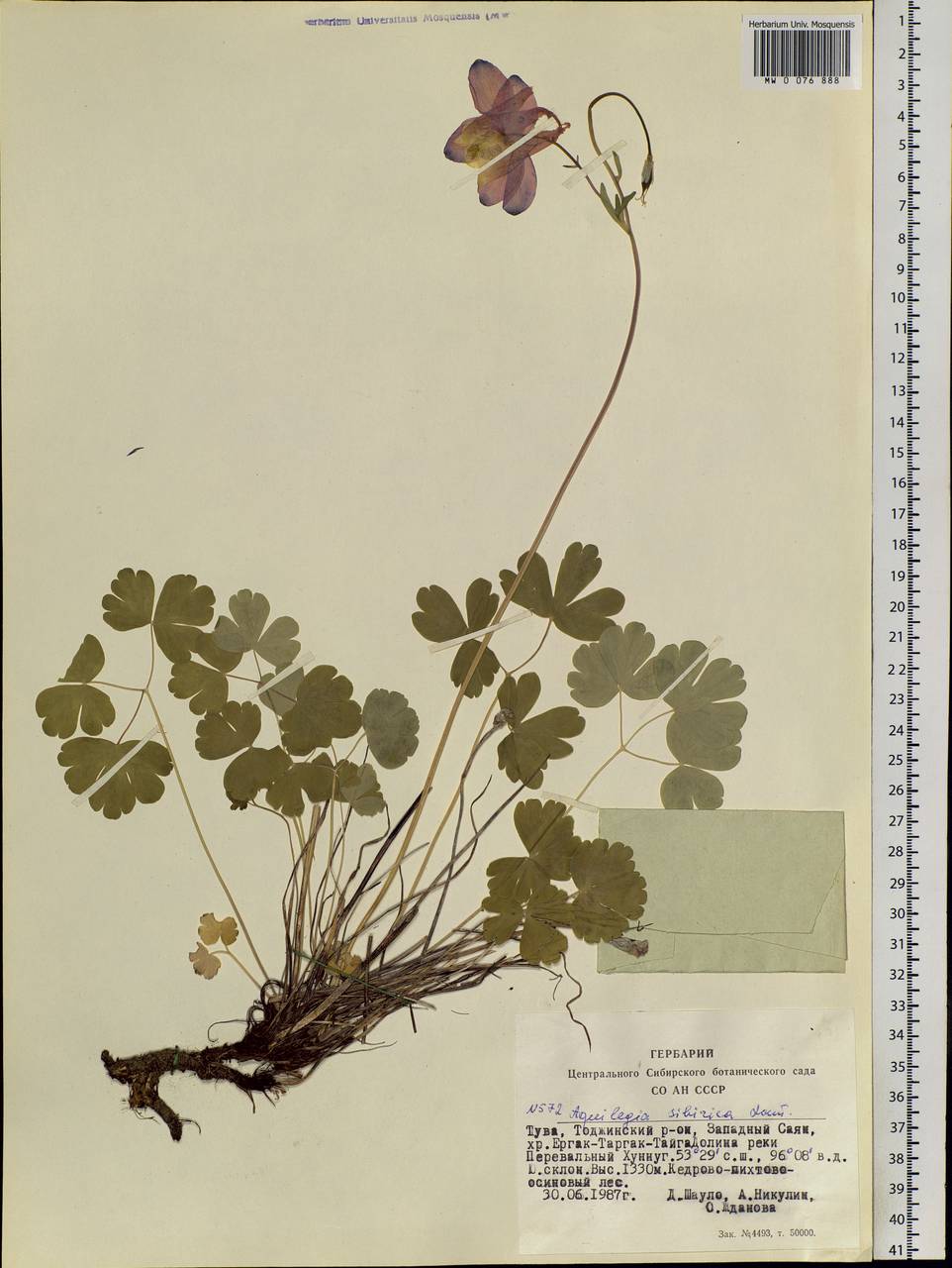 Aquilegia sibirica Lam., Siberia, Altai & Sayany Mountains (S2) (Russia)