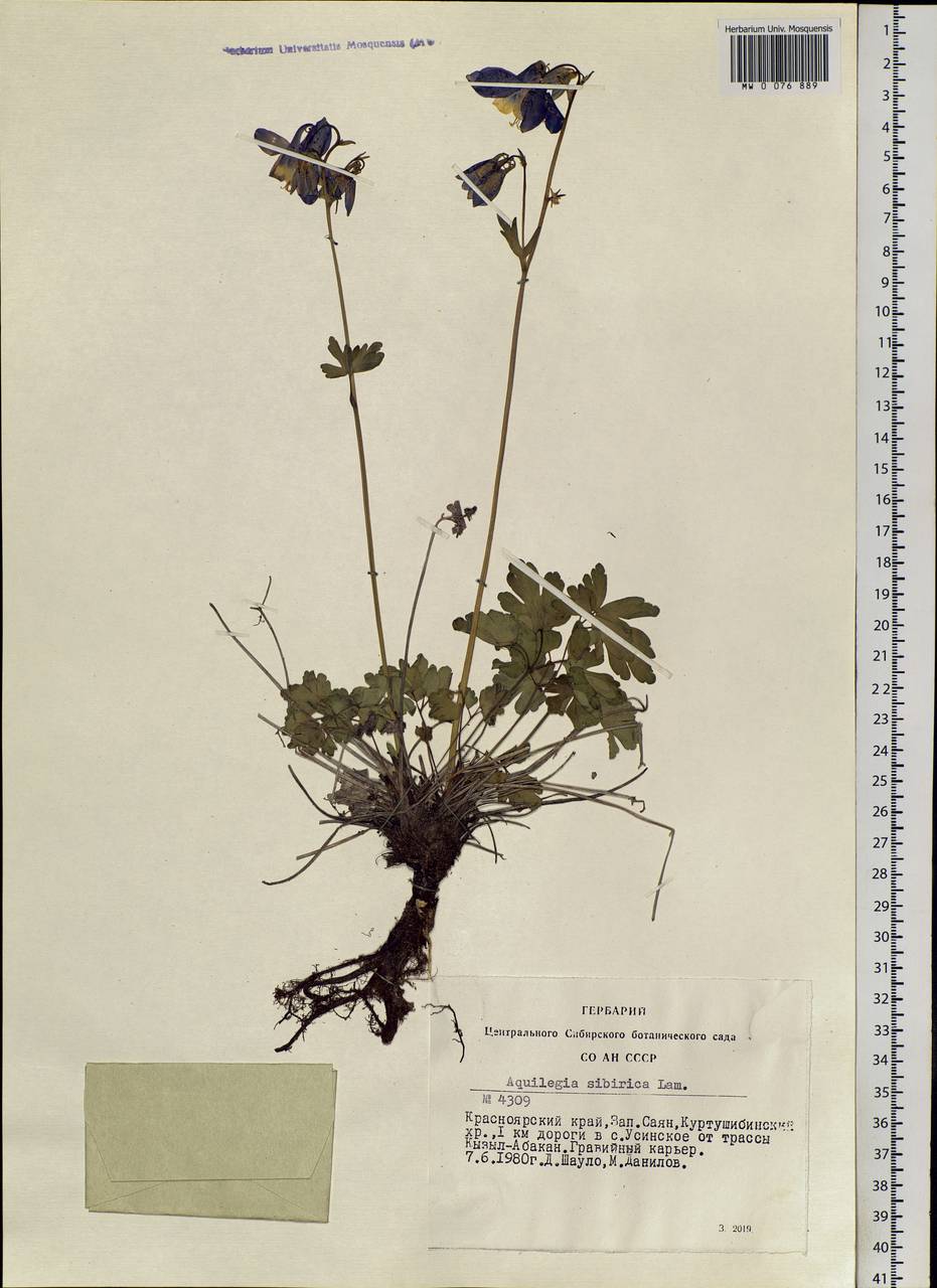 Aquilegia sibirica Lam., Siberia, Altai & Sayany Mountains (S2) (Russia)