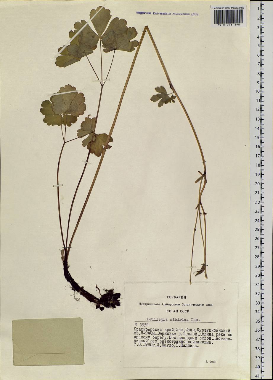 Aquilegia sibirica Lam., Siberia, Altai & Sayany Mountains (S2) (Russia)