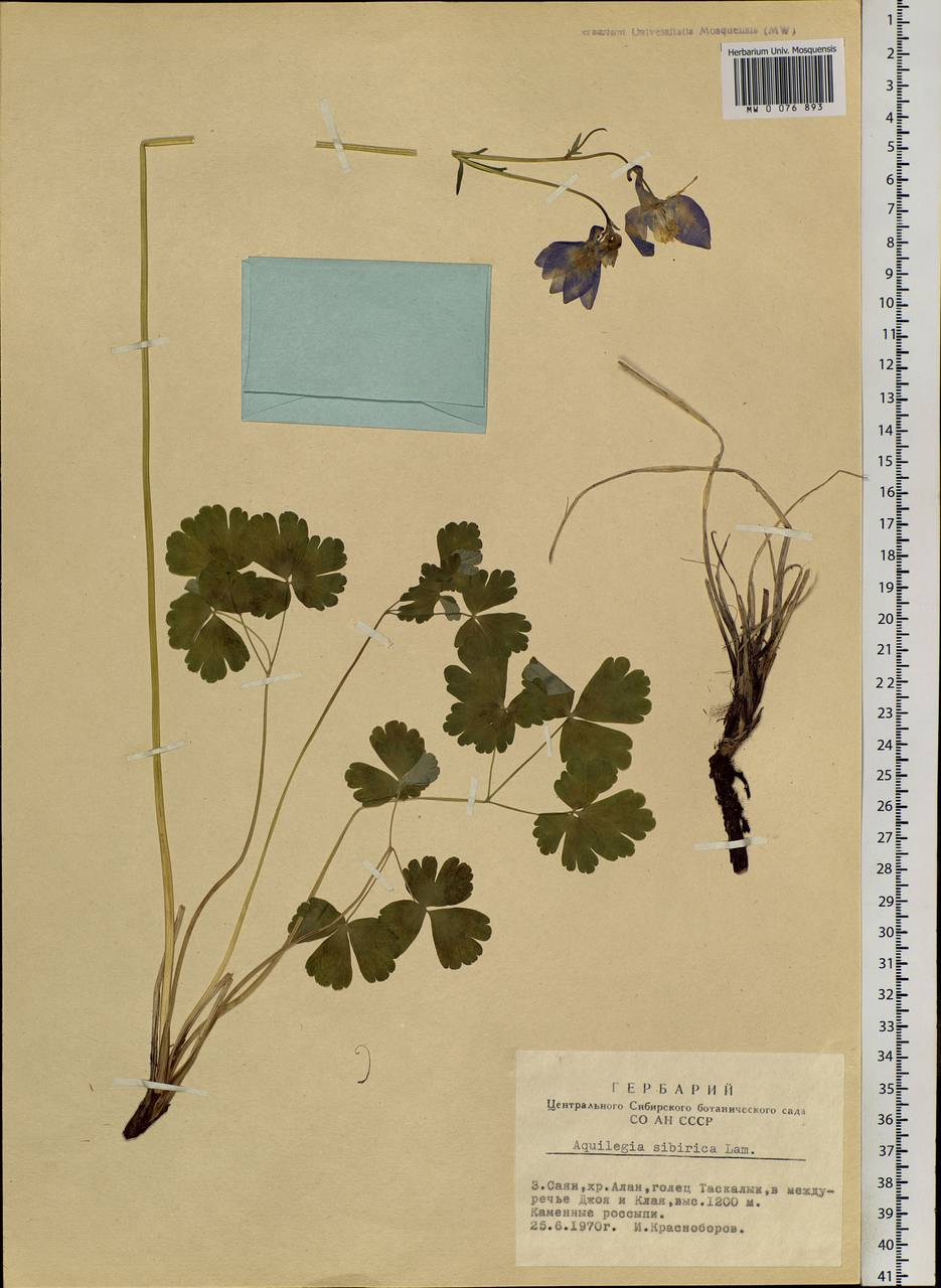 Aquilegia sibirica Lam., Siberia, Altai & Sayany Mountains (S2) (Russia)