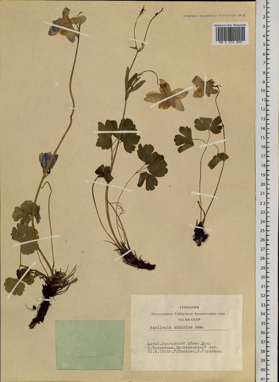 Aquilegia sibirica Lam., Siberia, Altai & Sayany Mountains (S2) (Russia)