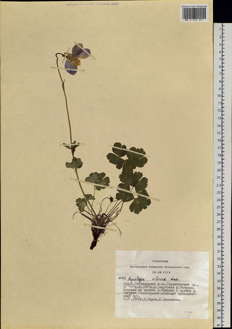 Aquilegia sibirica Lam., Siberia, Altai & Sayany Mountains (S2) (Russia)