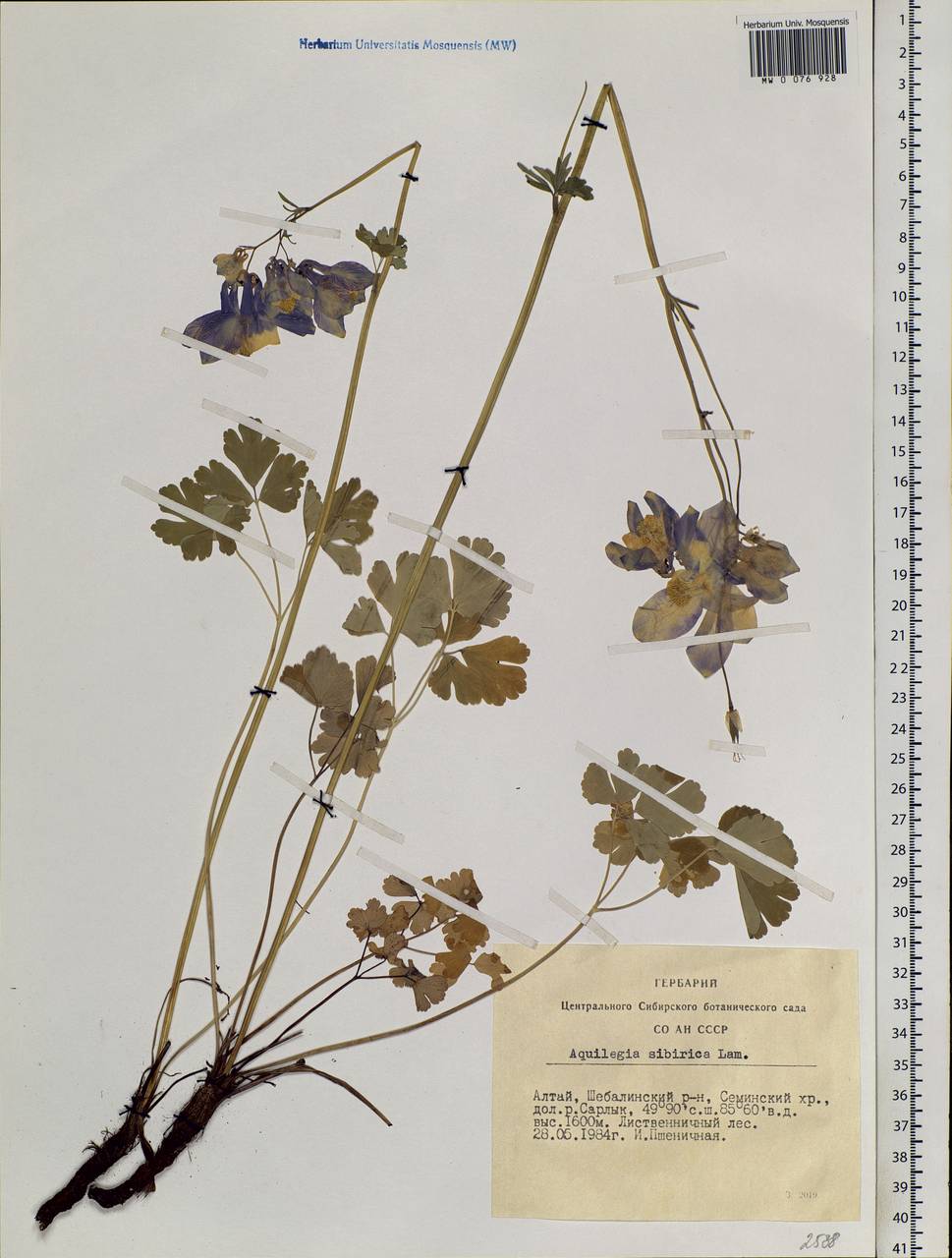 Aquilegia sibirica Lam., Siberia, Altai & Sayany Mountains (S2) (Russia)