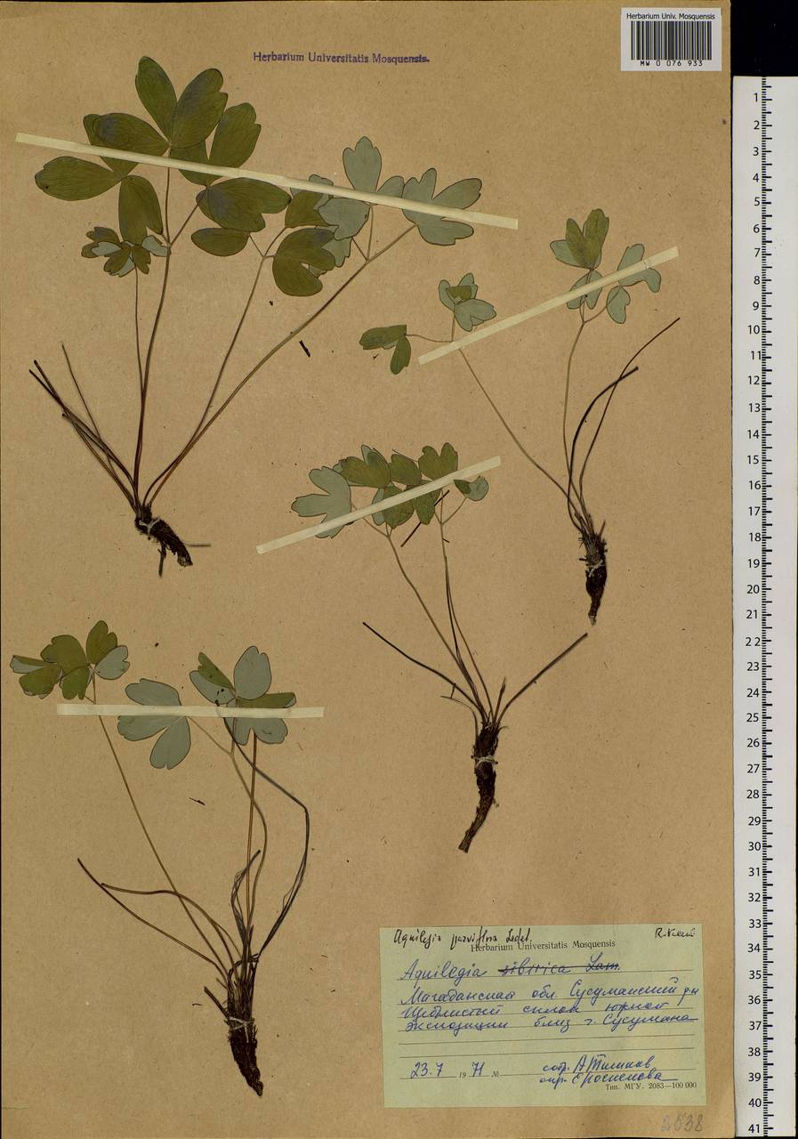 Aquilegia parviflora Ledeb., Siberia, Chukotka & Kamchatka (S7) (Russia)