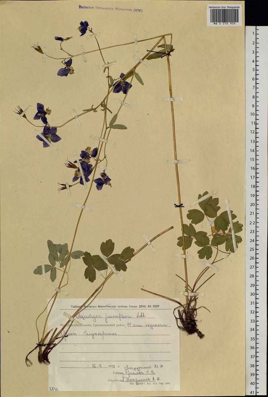 Aquilegia parviflora Ledeb., Siberia, Chukotka & Kamchatka (S7) (Russia)