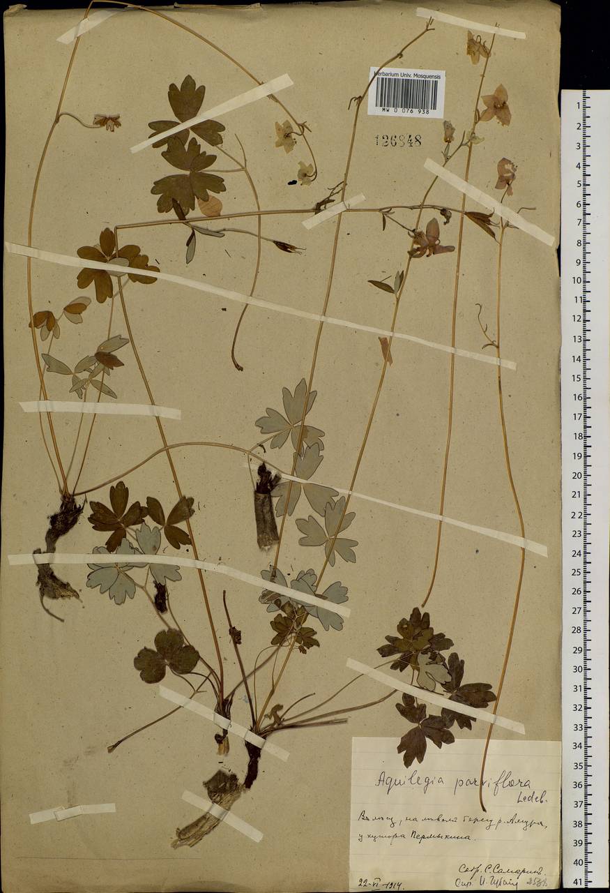 Aquilegia parviflora Ledeb., Siberia, Russian Far East (S6) (Russia)