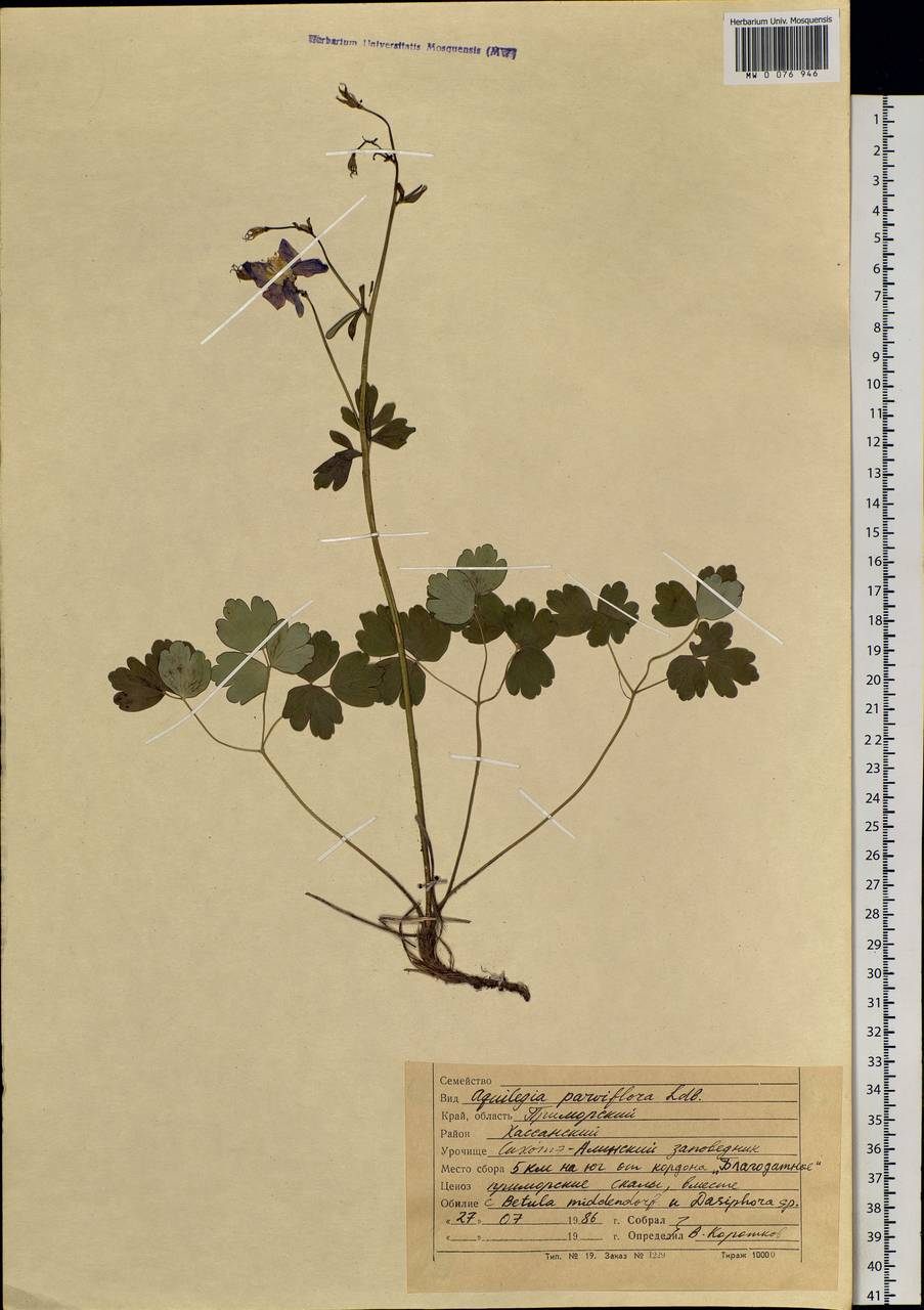 Aquilegia parviflora Ledeb., Siberia, Russian Far East (S6) (Russia)