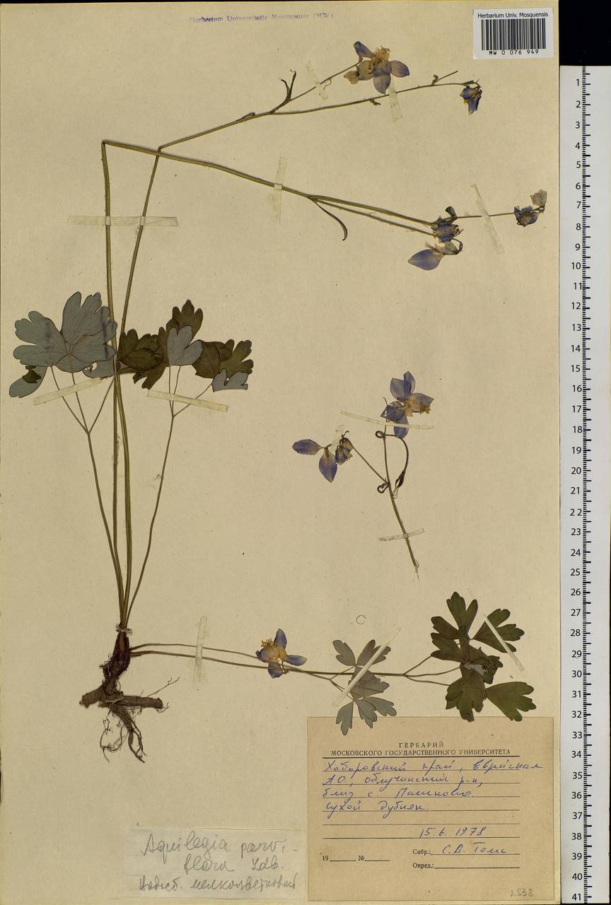 Aquilegia parviflora Ledeb., Siberia, Russian Far East (S6) (Russia)