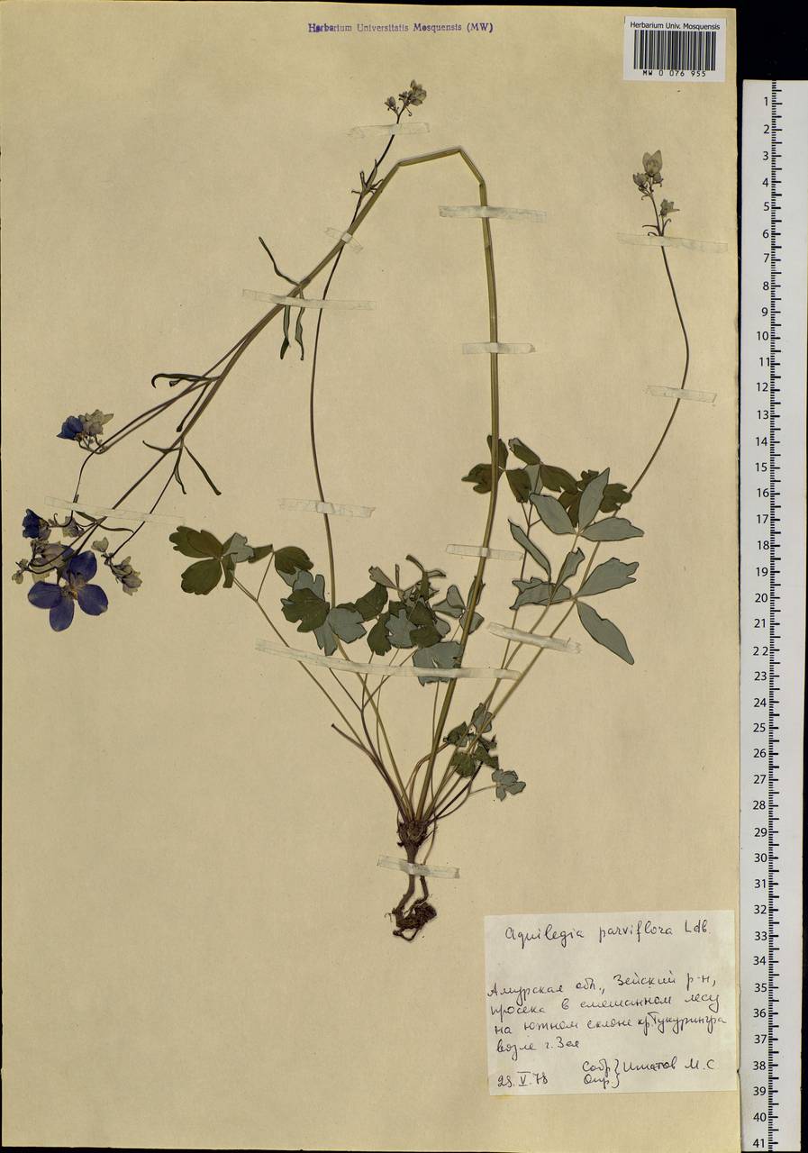Aquilegia parviflora Ledeb., Siberia, Russian Far East (S6) (Russia)