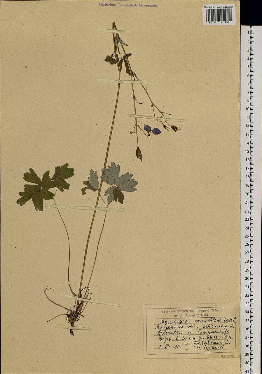 Aquilegia parviflora Ledeb., Siberia, Russian Far East (S6) (Russia)