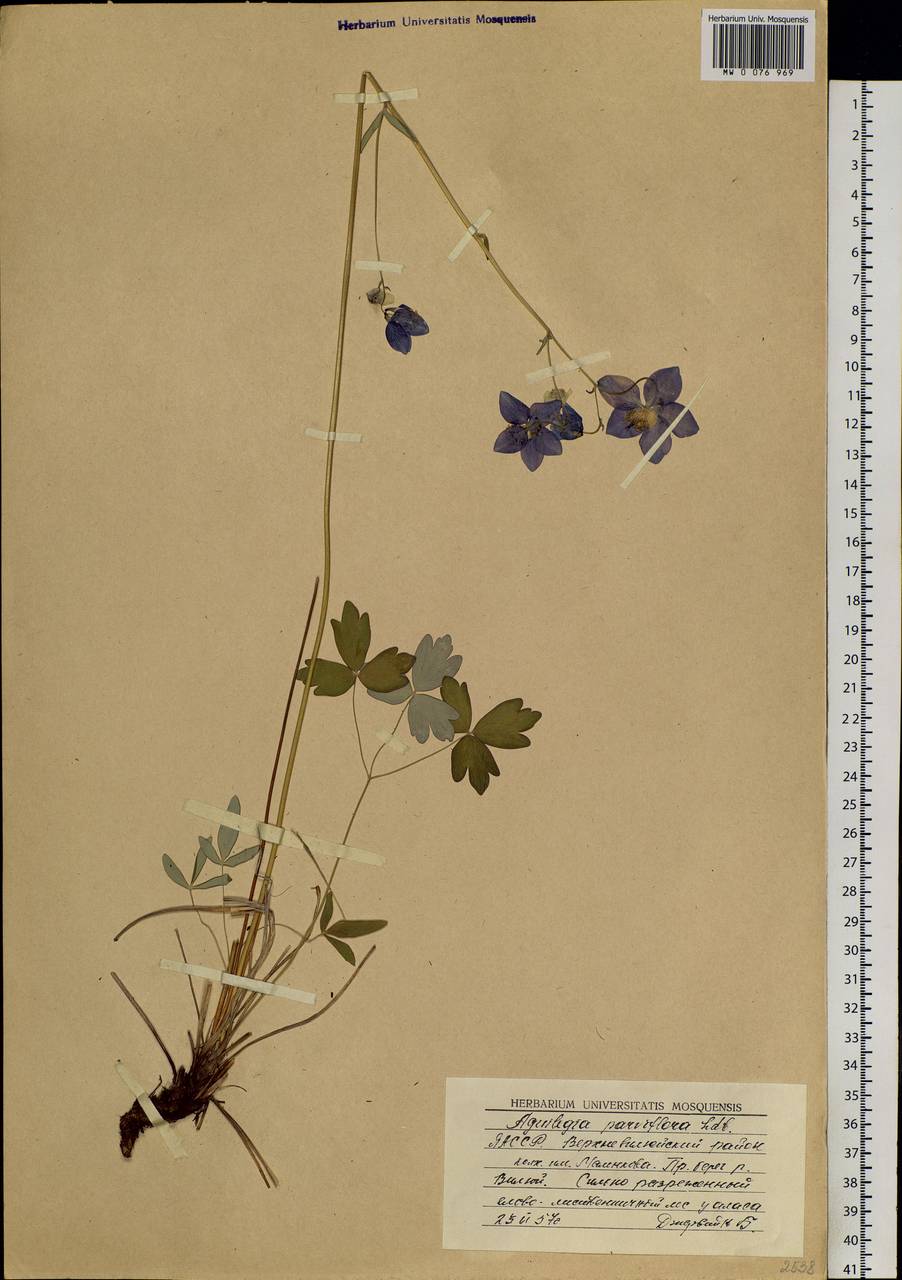 Aquilegia parviflora Ledeb., Siberia, Yakutia (S5) (Russia)