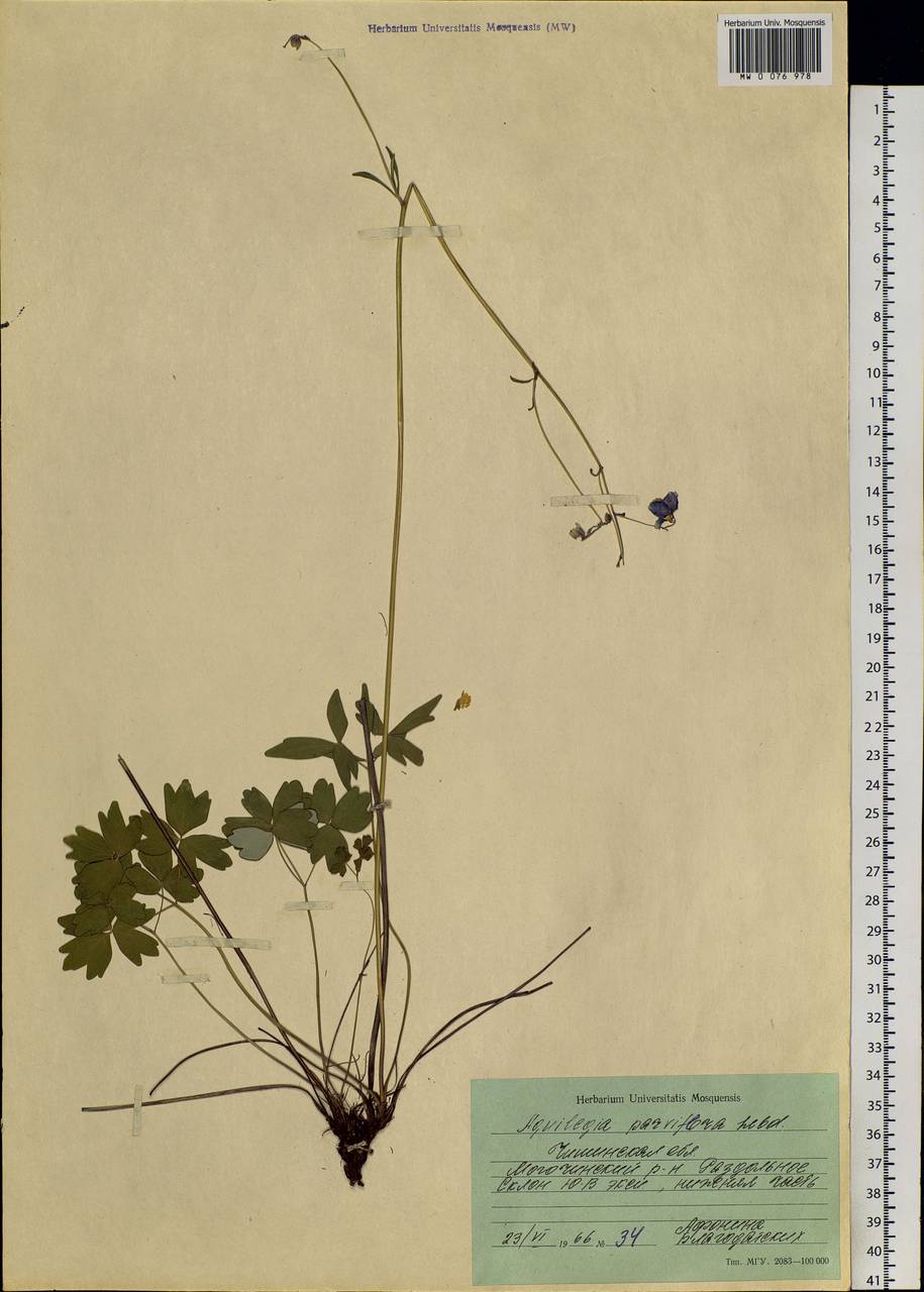 Aquilegia parviflora Ledeb., Siberia, Baikal & Transbaikal region (S4) (Russia)