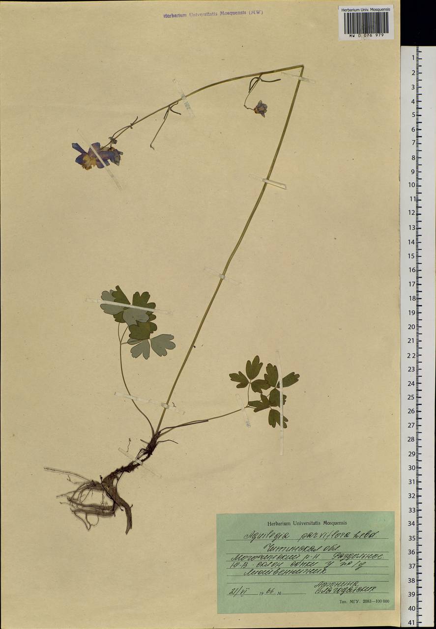 Aquilegia parviflora Ledeb., Siberia, Baikal & Transbaikal region (S4) (Russia)