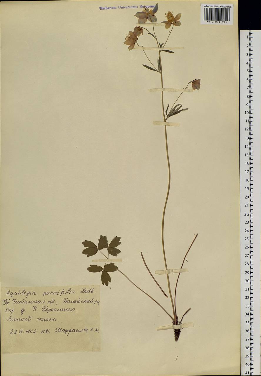 Aquilegia parviflora Ledeb., Siberia, Baikal & Transbaikal region (S4) (Russia)