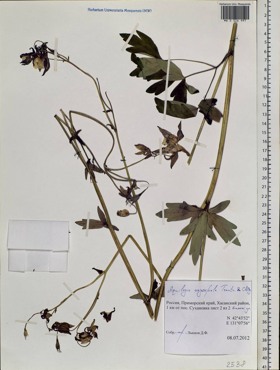 Aquilegia oxysepala Trautv. & C. A. Mey., Siberia, Russian Far East (S6) (Russia)