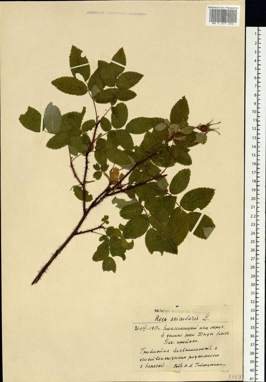 Rosa acicularis Lindl., Siberia, Western Siberia (S1) (Russia)