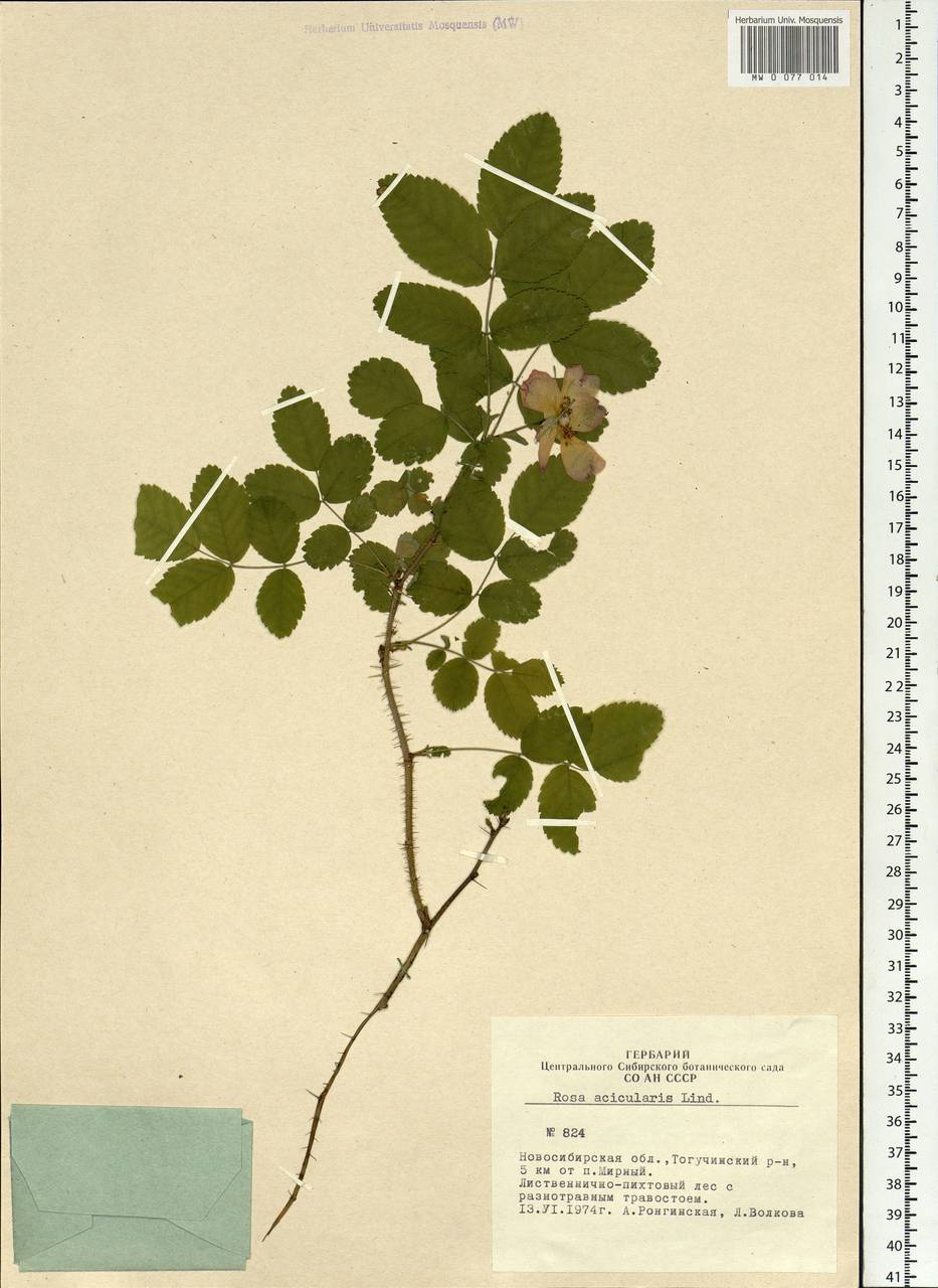 Rosa acicularis Lindl., Siberia, Western Siberia (S1) (Russia)