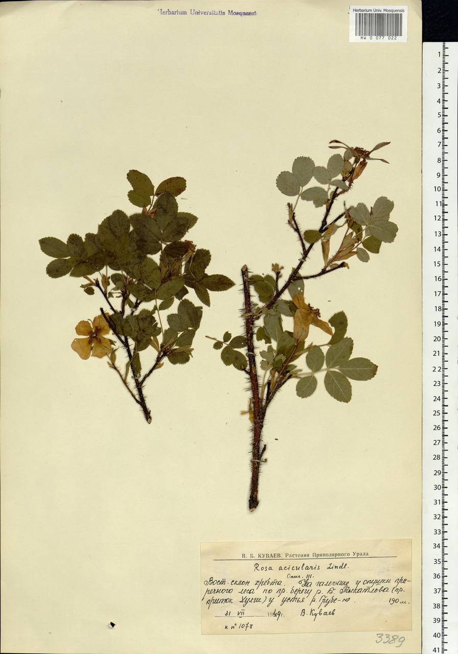 Rosa acicularis Lindl., Siberia, Western Siberia (S1) (Russia)