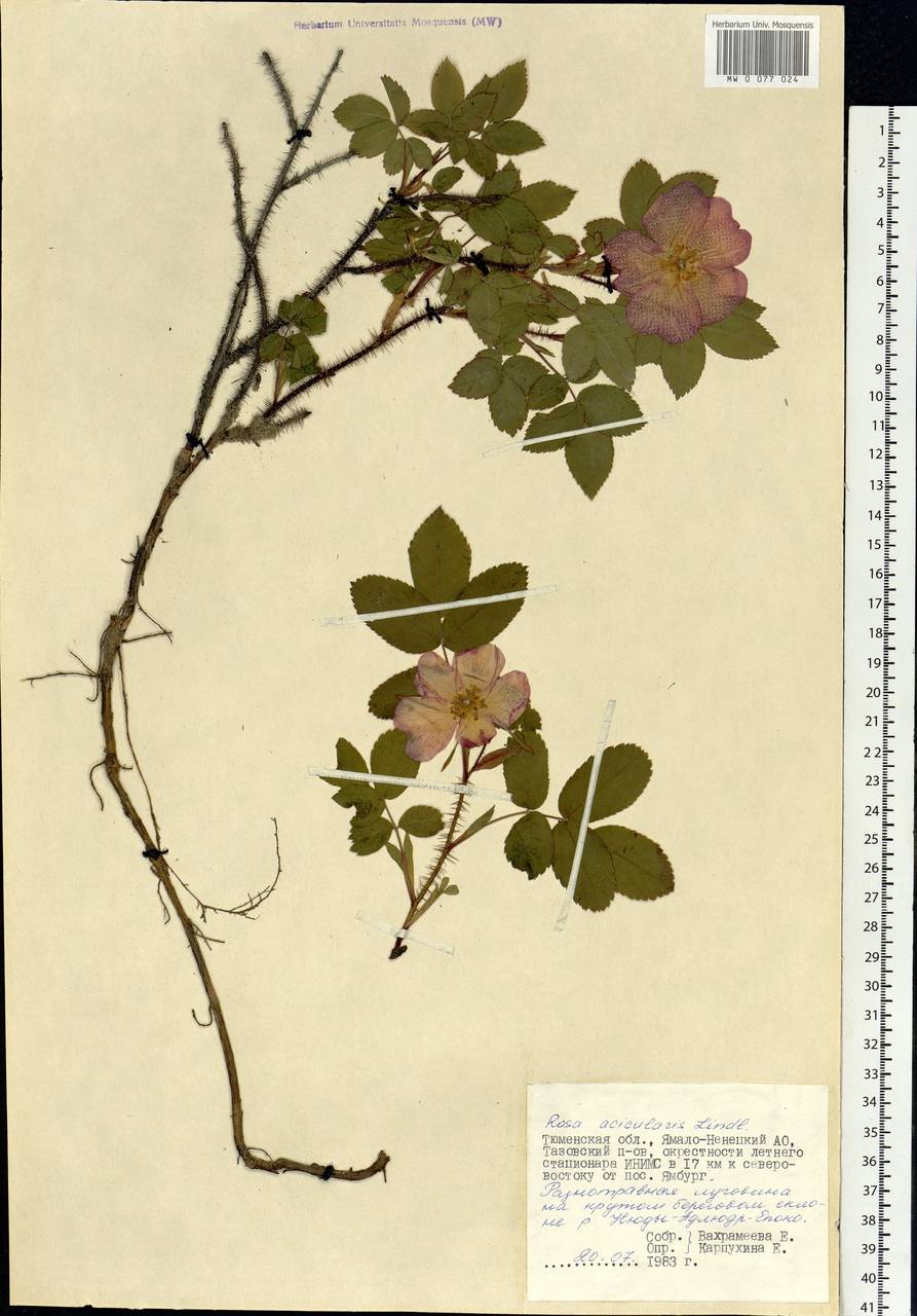 Rosa acicularis Lindl., Siberia, Western Siberia (S1) (Russia)