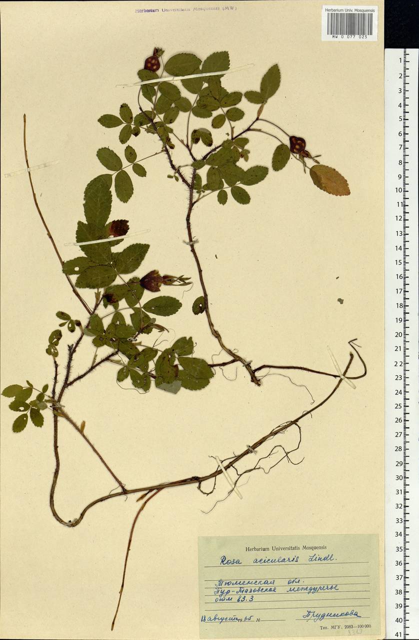 Rosa acicularis Lindl., Siberia, Western Siberia (S1) (Russia)