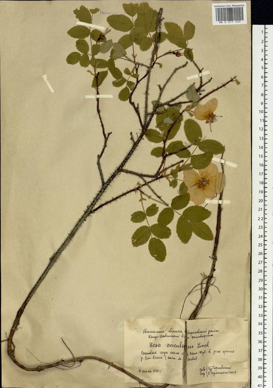 Rosa acicularis Lindl., Siberia, Western Siberia (S1) (Russia)