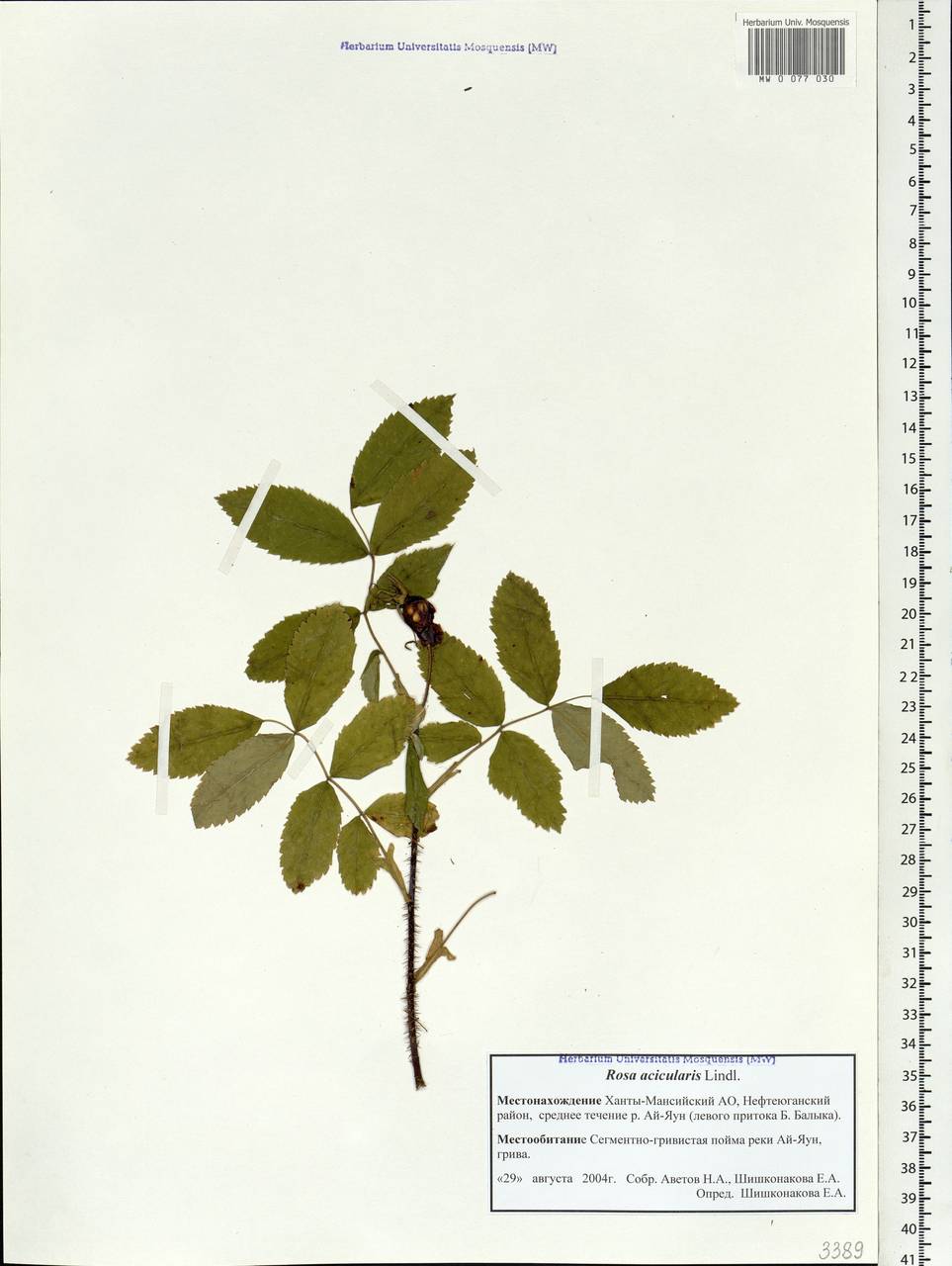 Rosa acicularis Lindl., Siberia, Western Siberia (S1) (Russia)