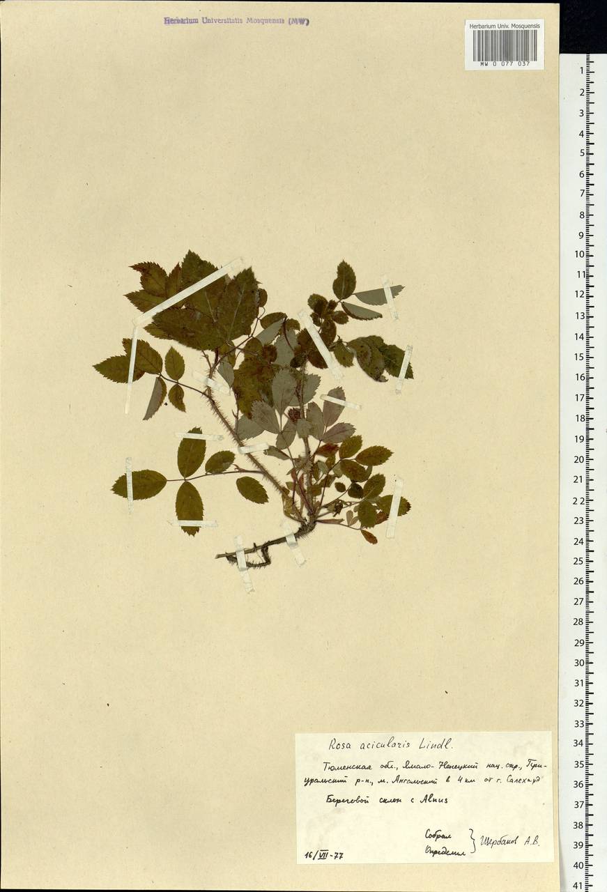 Rosa acicularis Lindl., Siberia, Western Siberia (S1) (Russia)