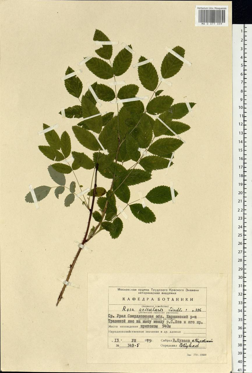 Rosa acicularis Lindl., Eastern Europe, Eastern region (E10) (Russia)