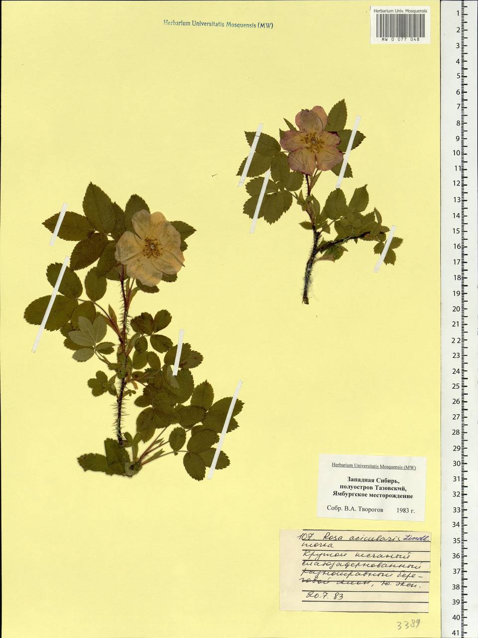 Rosa acicularis Lindl., Siberia, Western Siberia (S1) (Russia)