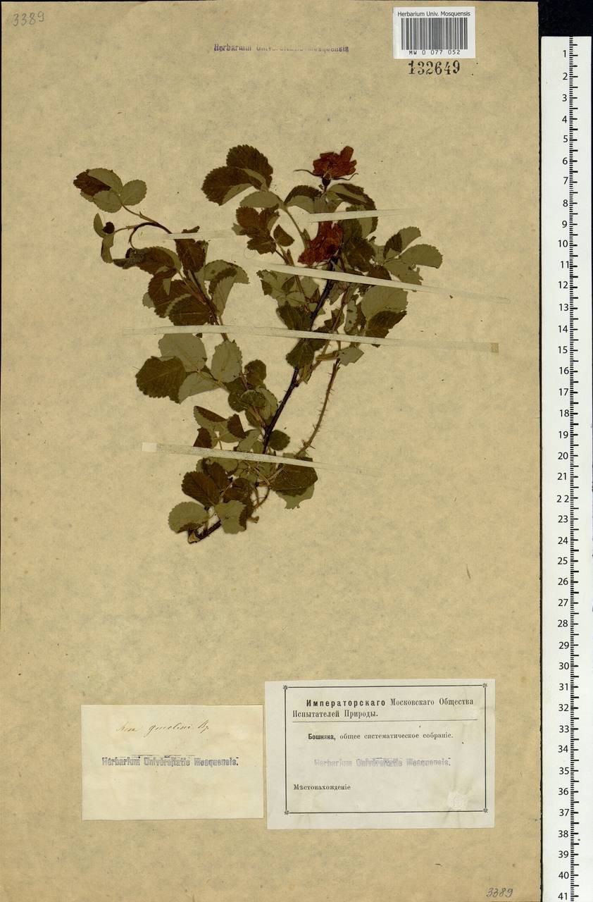 Rosa acicularis Lindl., Siberia (no precise locality) (S0) (Russia)