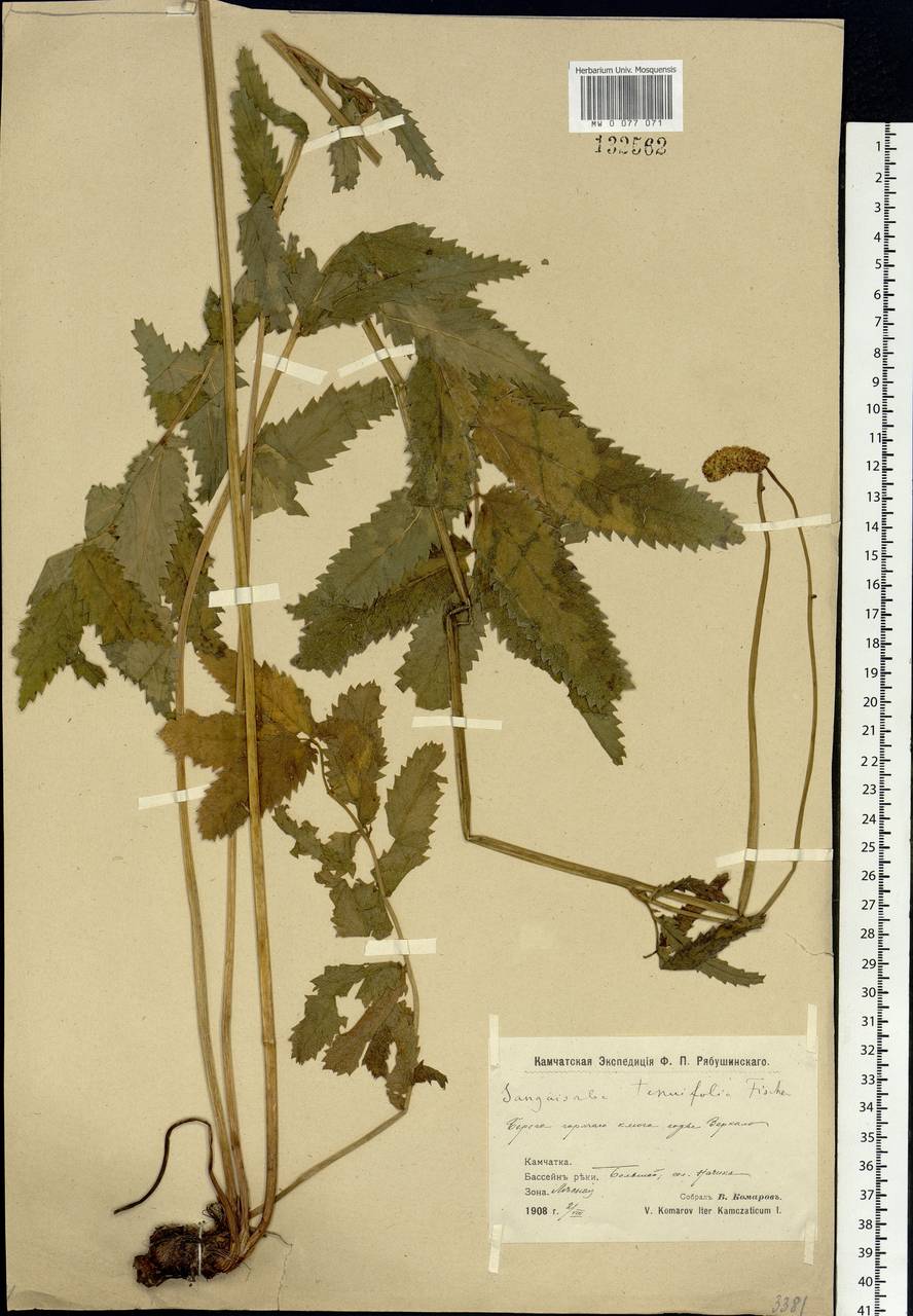Poterium tenuifolium (Fisch. ex Link) Franch. & Sav., Siberia, Chukotka & Kamchatka (S7) (Russia)