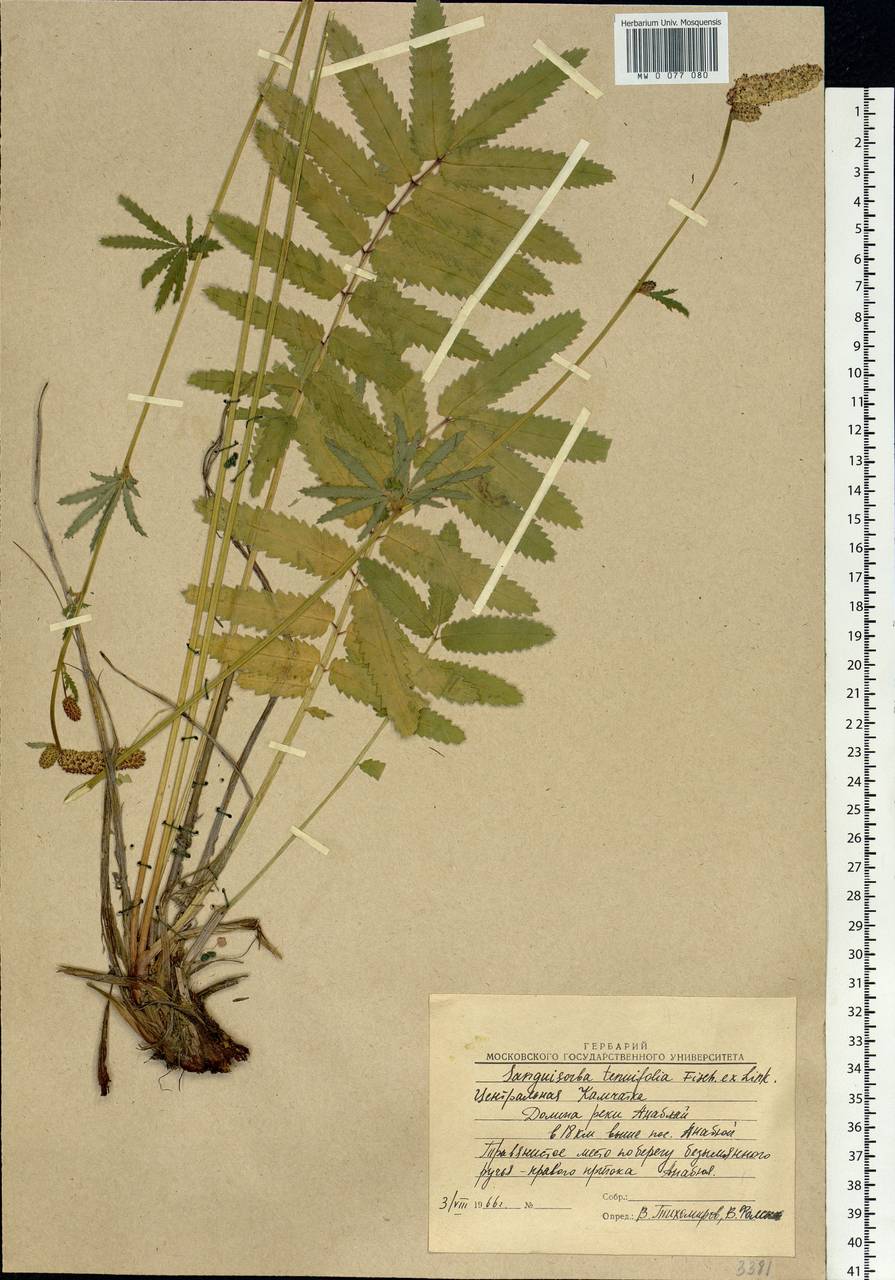 Poterium tenuifolium (Fisch. ex Link) Franch. & Sav., Siberia, Chukotka & Kamchatka (S7) (Russia)