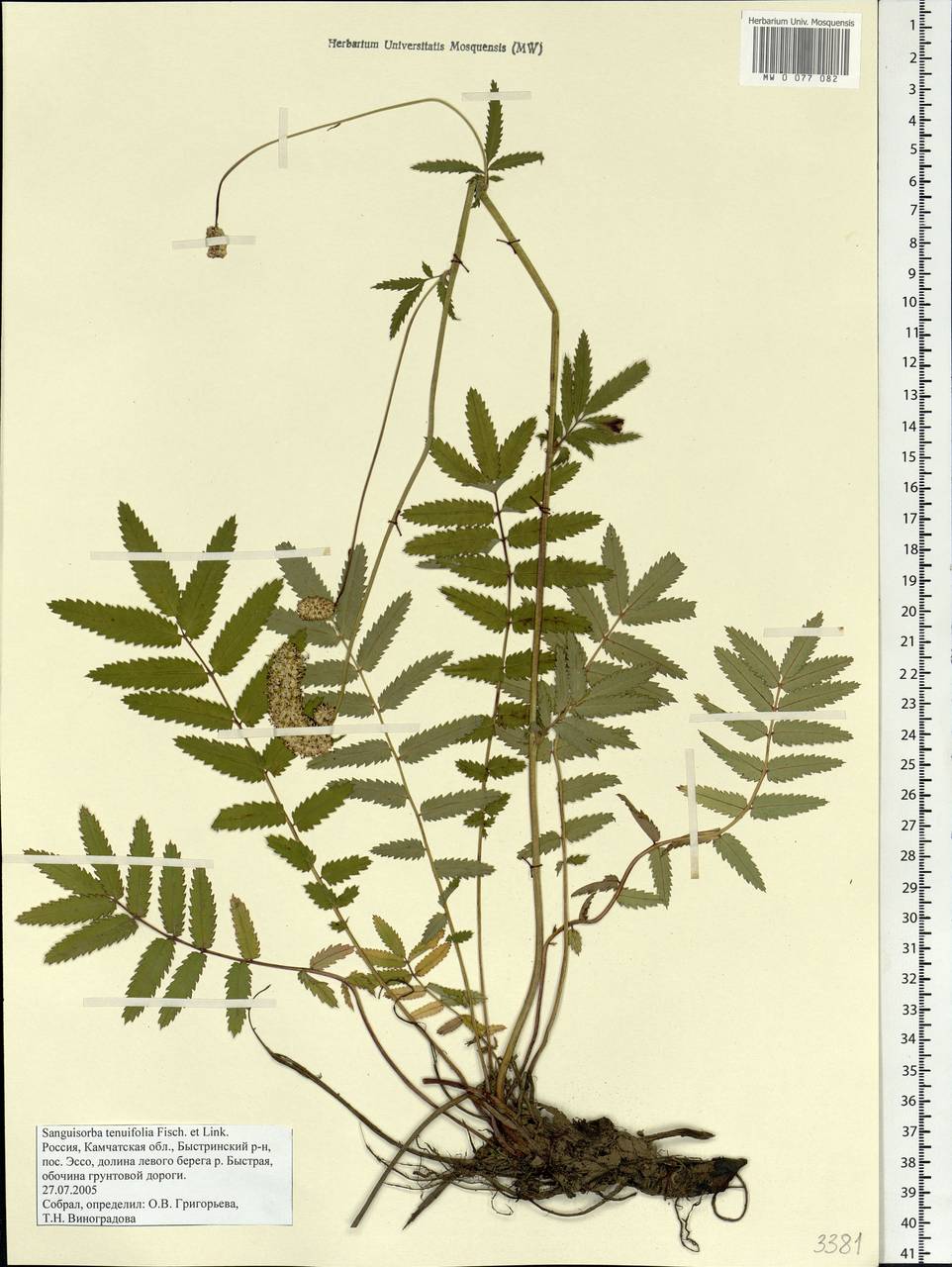 Poterium tenuifolium (Fisch. ex Link) Franch. & Sav., Siberia, Chukotka & Kamchatka (S7) (Russia)