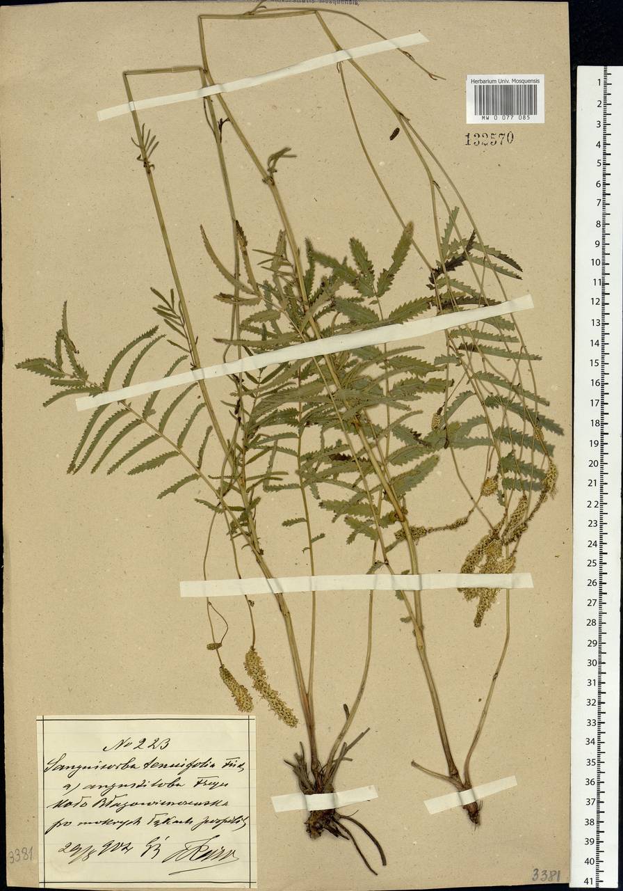 Poterium tenuifolium (Fisch. ex Link) Franch. & Sav., Siberia, Russian Far East (S6) (Russia)