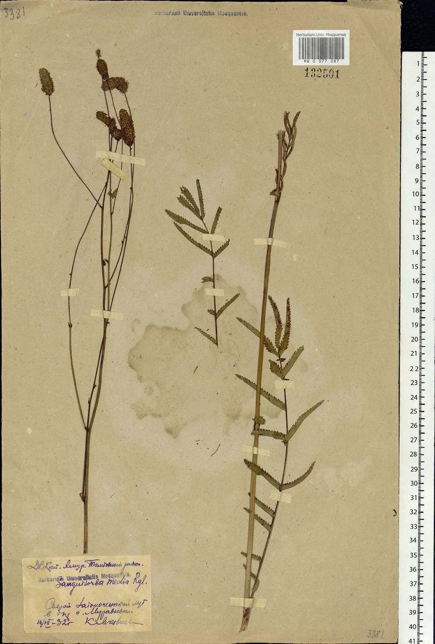 Poterium tenuifolium (Fisch. ex Link) Franch. & Sav., Siberia, Russian Far East (S6) (Russia)