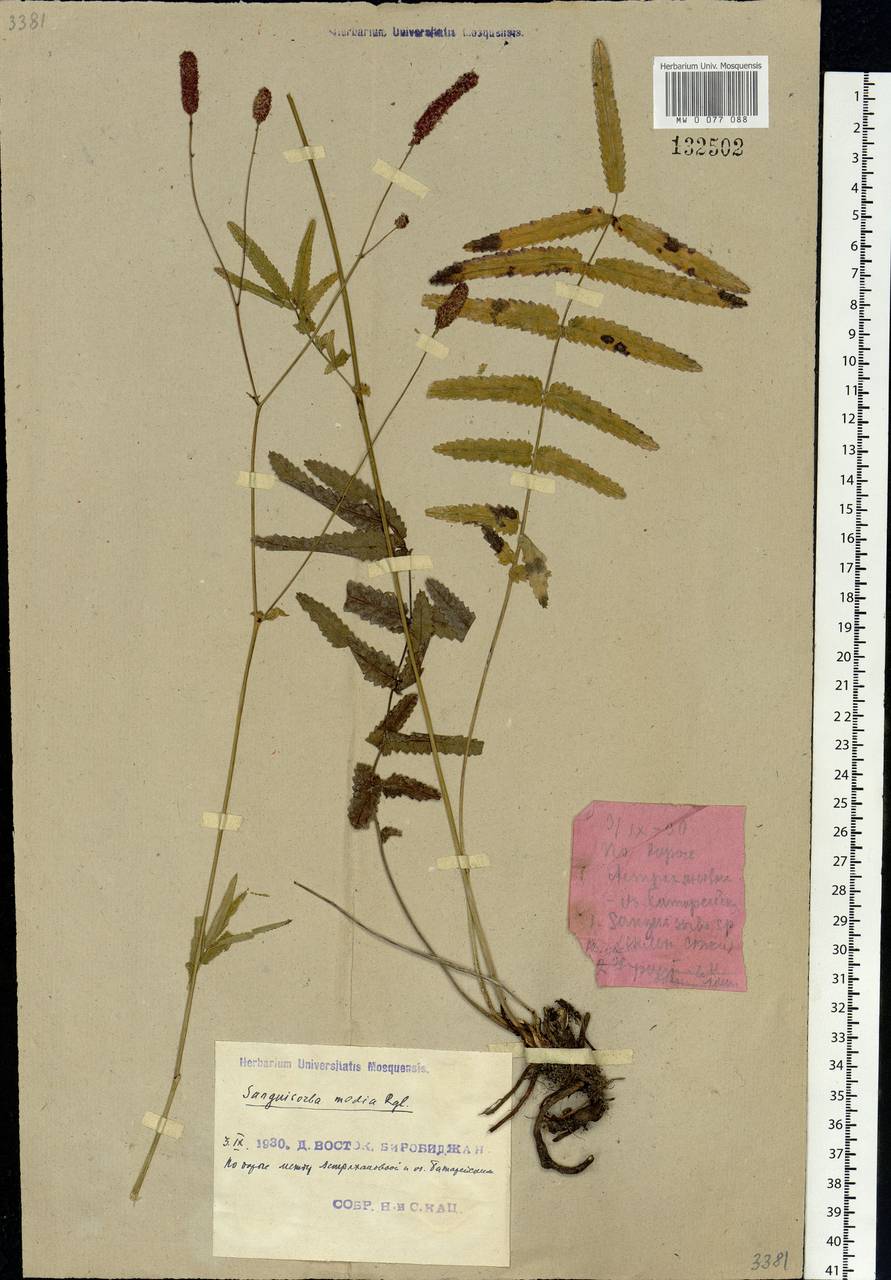 Poterium tenuifolium (Fisch. ex Link) Franch. & Sav., Siberia, Russian Far East (S6) (Russia)