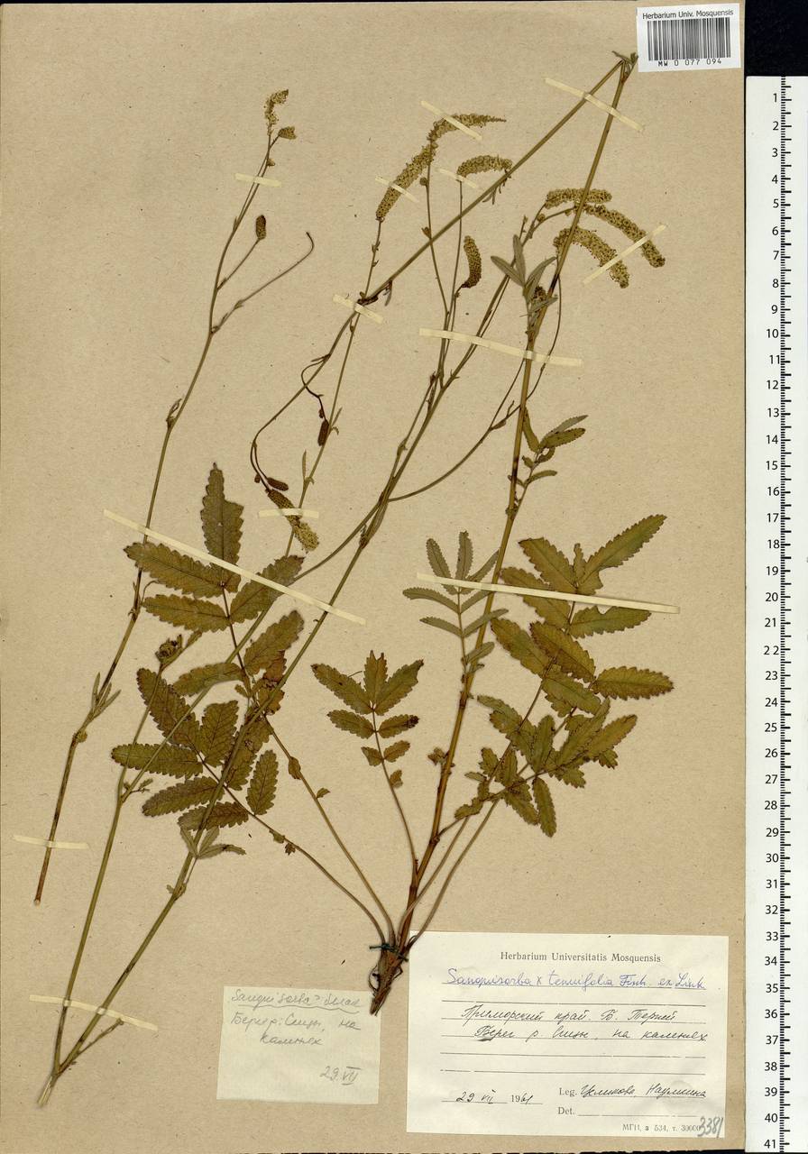 Poterium tenuifolium (Fisch. ex Link) Franch. & Sav., Siberia, Russian Far East (S6) (Russia)