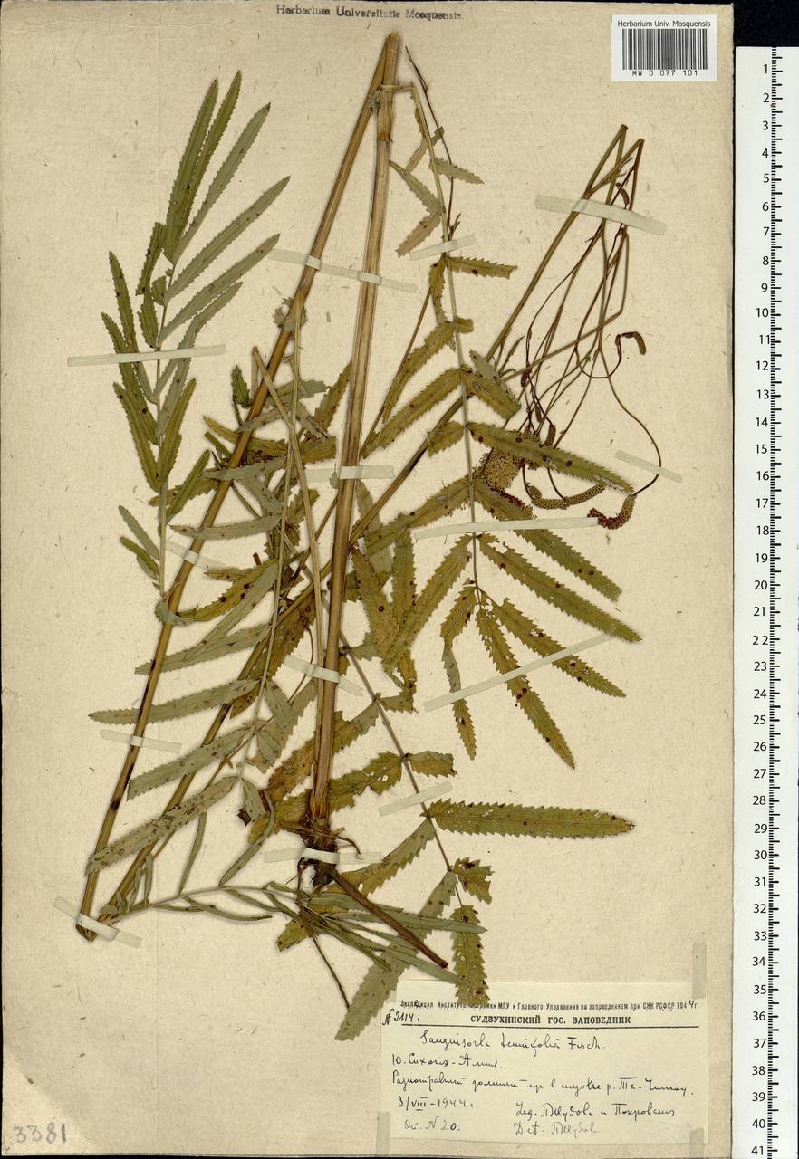 Poterium tenuifolium (Fisch. ex Link) Franch. & Sav., Siberia, Russian Far East (S6) (Russia)