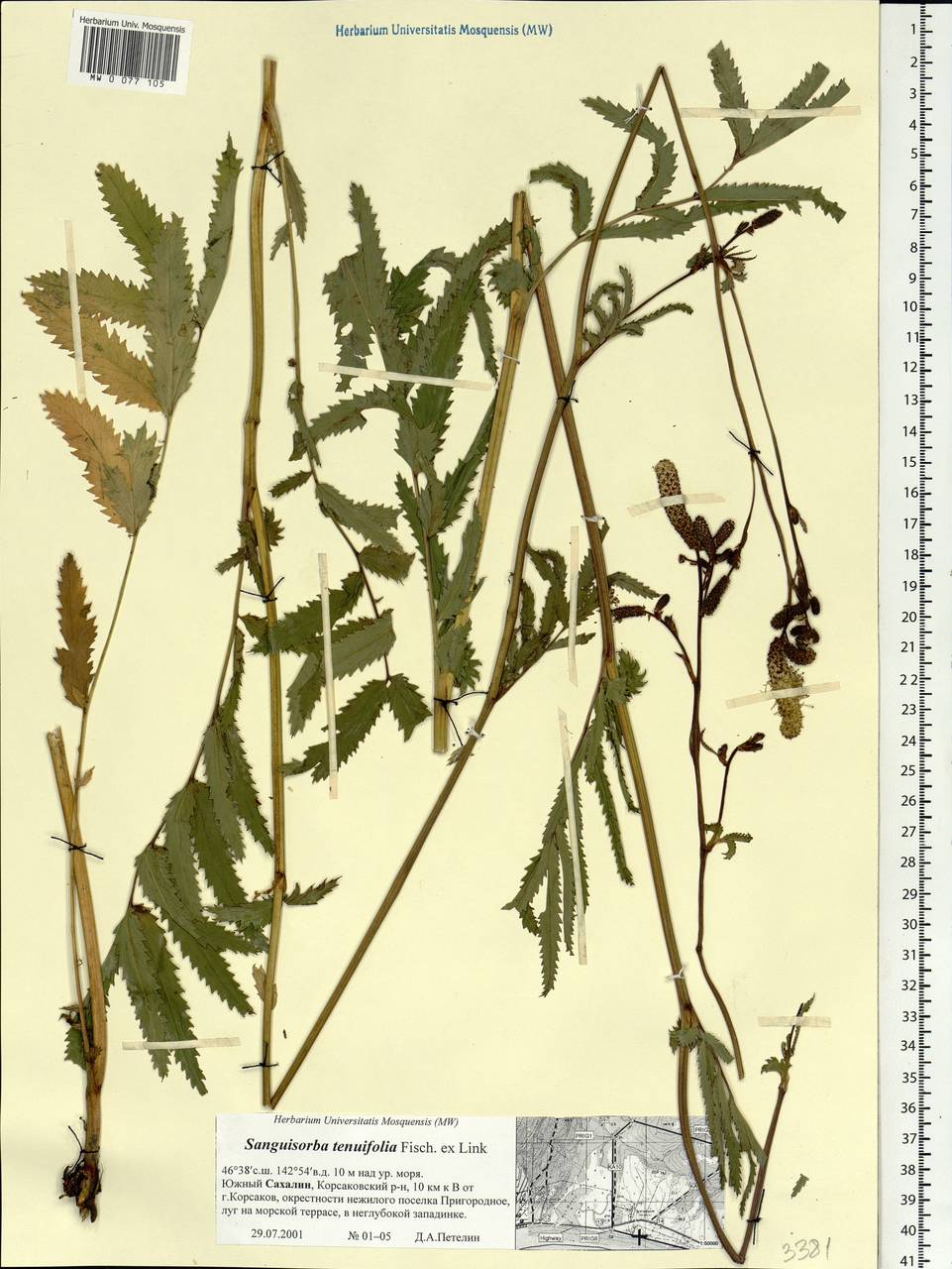 Poterium tenuifolium (Fisch. ex Link) Franch. & Sav., Siberia, Russian Far East (S6) (Russia)