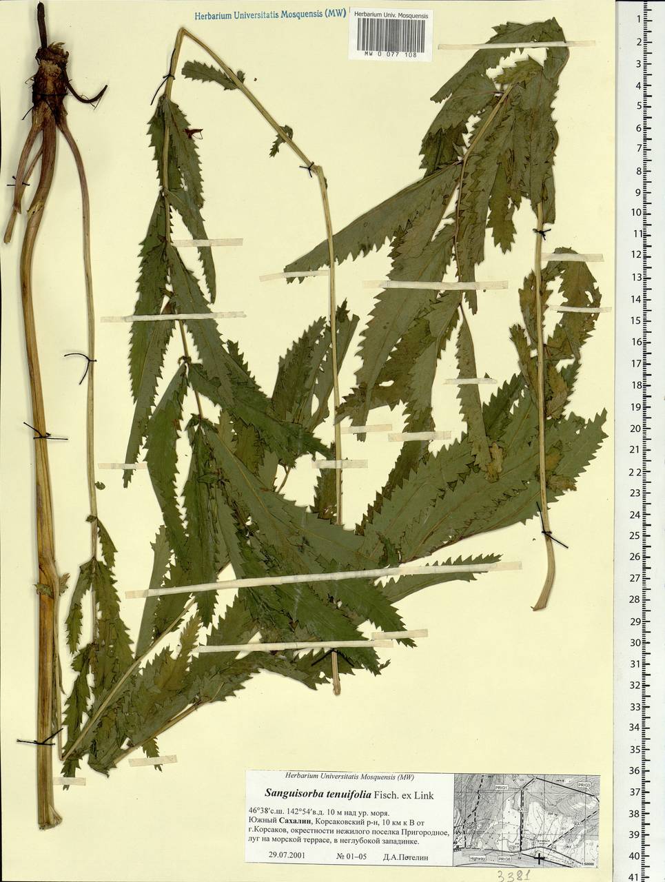 Poterium tenuifolium (Fisch. ex Link) Franch. & Sav., Siberia, Russian Far East (S6) (Russia)