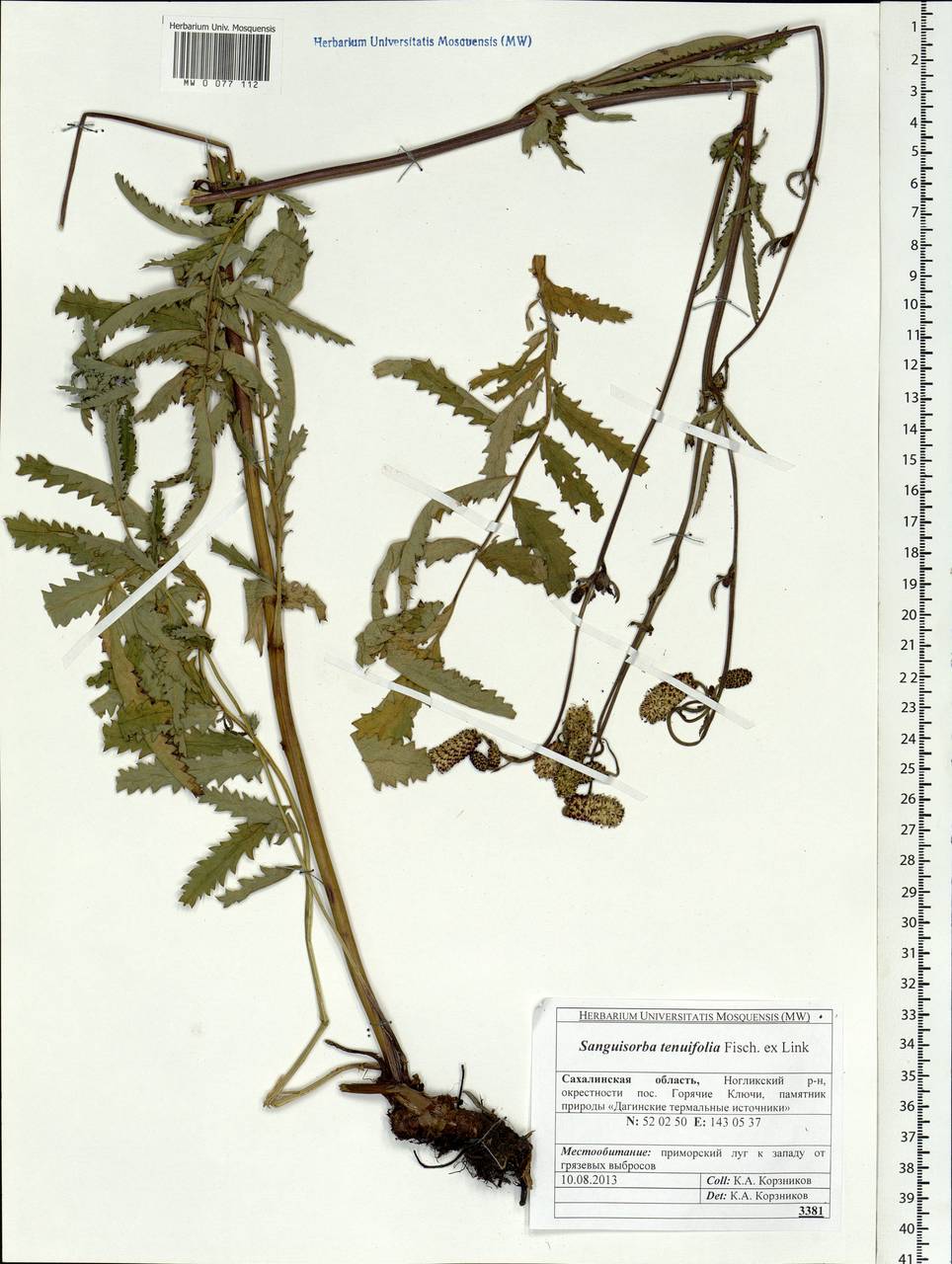 Poterium tenuifolium (Fisch. ex Link) Franch. & Sav., Siberia, Russian Far East (S6) (Russia)
