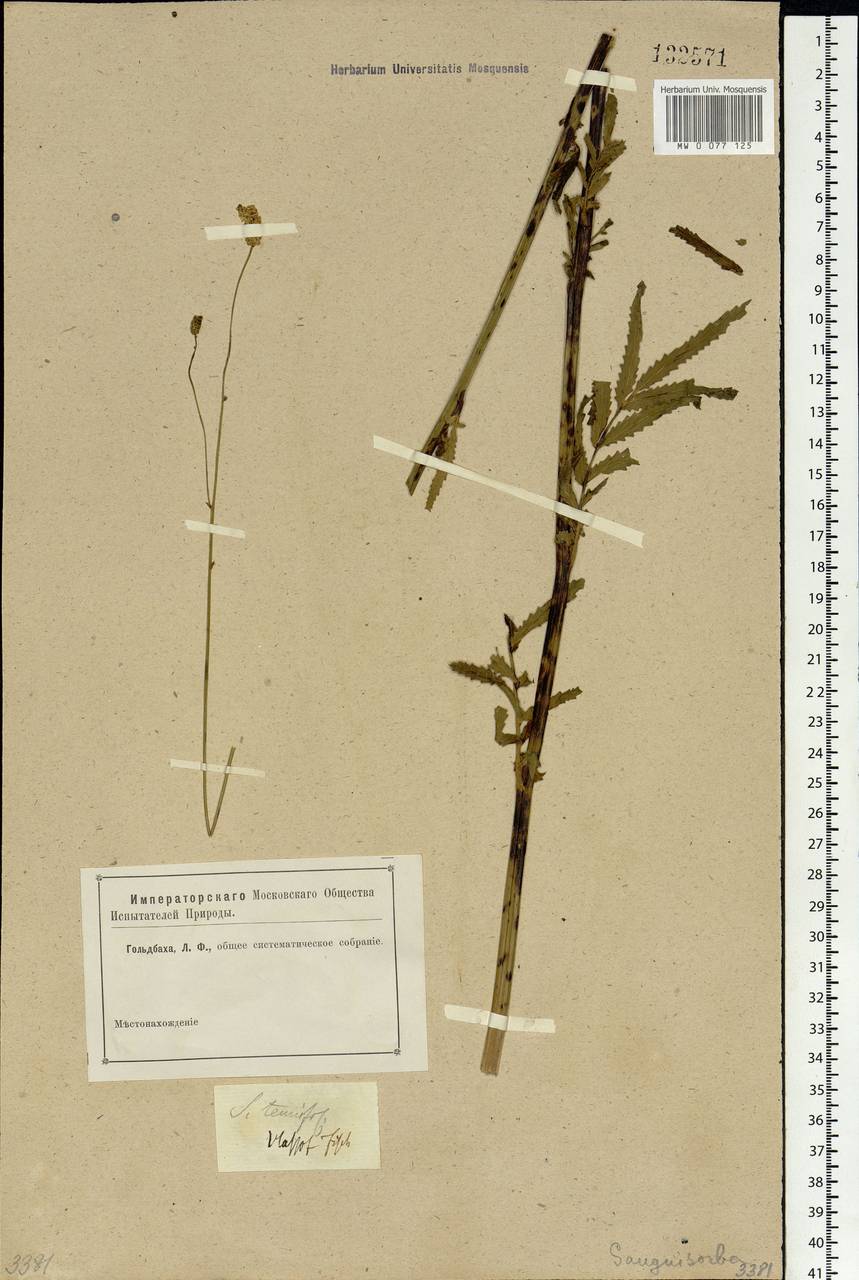 Poterium tenuifolium (Fisch. ex Link) Franch. & Sav., Siberia, Baikal & Transbaikal region (S4) (Russia)