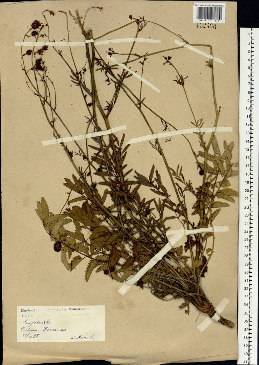 Poterium tenuifolium (Fisch. ex Link) Franch. & Sav., Siberia, Baikal & Transbaikal region (S4) (Russia)