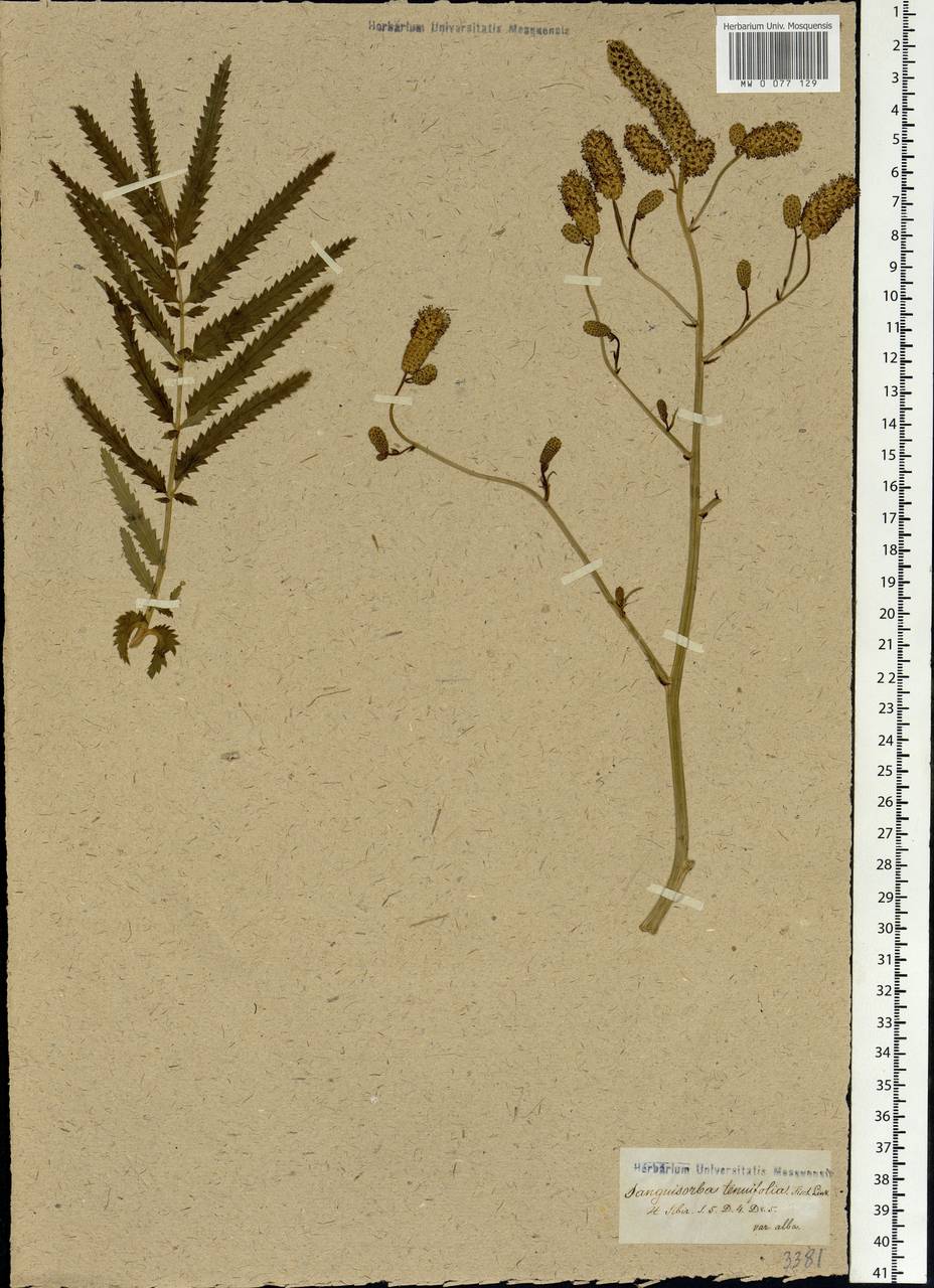 Poterium tenuifolium (Fisch. ex Link) Franch. & Sav., Siberia (no precise locality) (S0) (Russia)