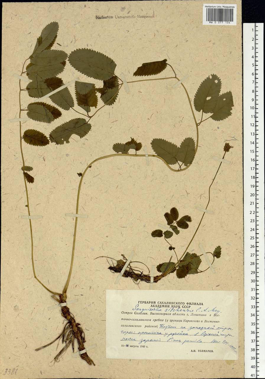 Sanguisorba stipulata Raf., Siberia, Russian Far East (S6) (Russia)