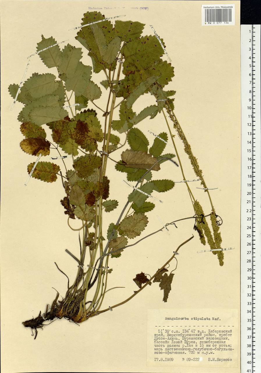 Sanguisorba stipulata Raf., Siberia, Russian Far East (S6) (Russia)