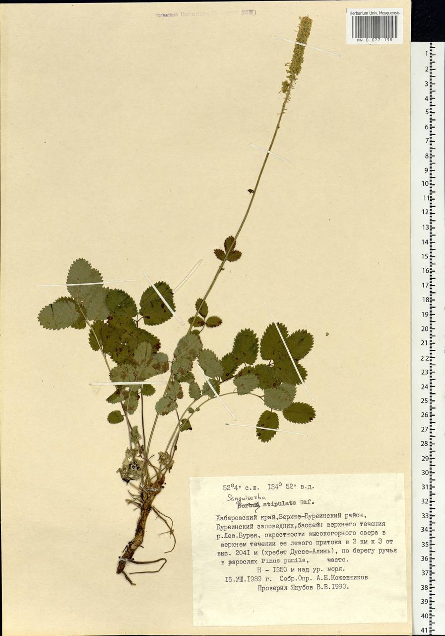 Sanguisorba stipulata Raf., Siberia, Russian Far East (S6) (Russia)