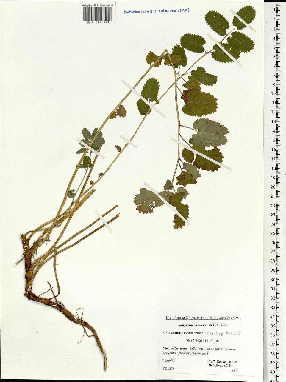 Sanguisorba canadensis L., Siberia, Russian Far East (S6) (Russia)