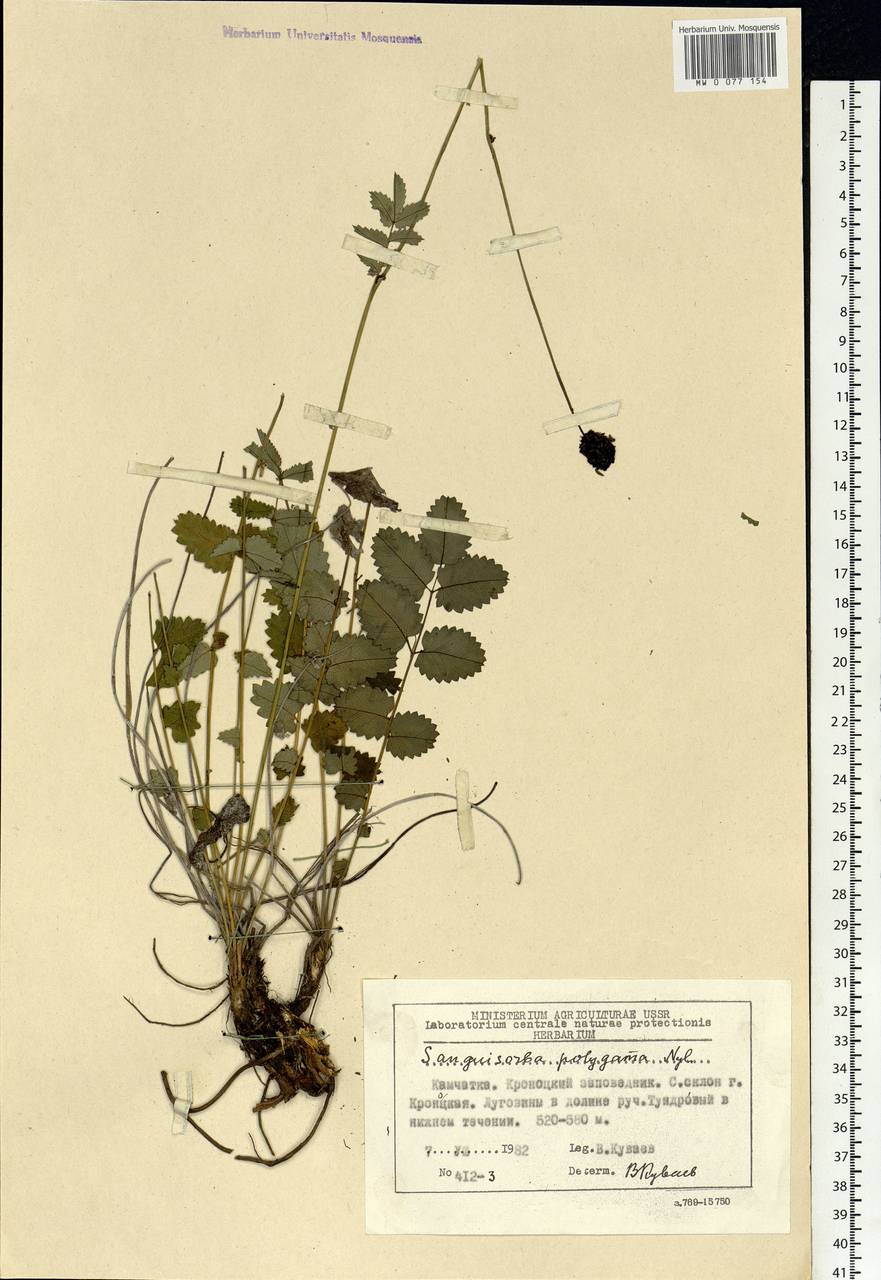 Sanguisorba officinalis subsp. officinalis, Siberia, Chukotka & Kamchatka (S7) (Russia)